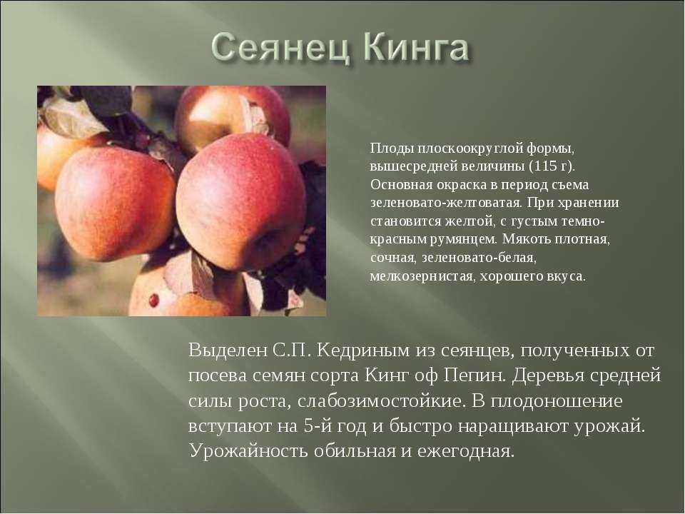 10 самых вкусных сортов яблок на дегустационном марафоне