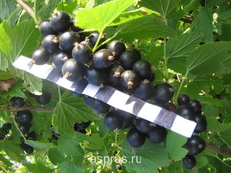 15 лучших сортов чёрной смородины