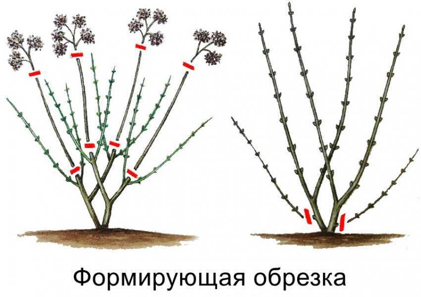 Уход за будлеей на зиму: как обрезать, утеплять, особенности осенней пересадки