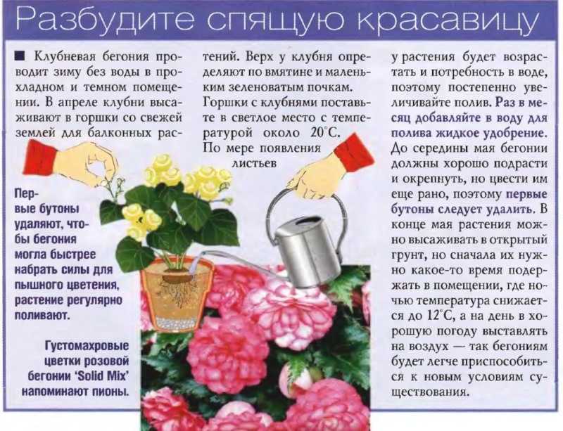 Когда и как посадить клубни бегонии в горшок для проращивания