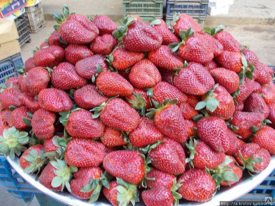 Посадка и уход за клубникой сорта сирия, его описание, способы размножения
