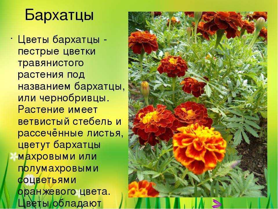 Как вырастить хризантемы из семян: правила посева и ухода, когда сажать в 2023 году