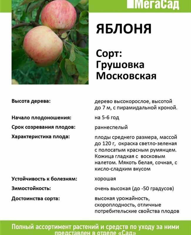 Любимец садоводов — раннеспелый сорт яблони «народное»!