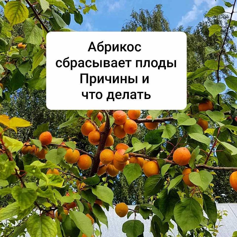 Болезни абрикосовых деревьев и их лечение: правильная борьба с болезнями абрикоса + фото