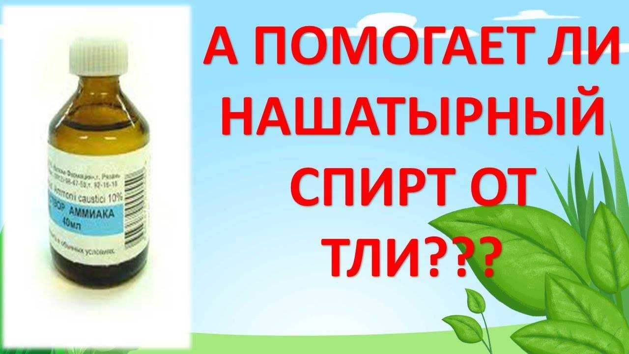 Нашатырный спирт от тли на даче: опрыскивание, обработка деревьев, сада, растений, народные средства