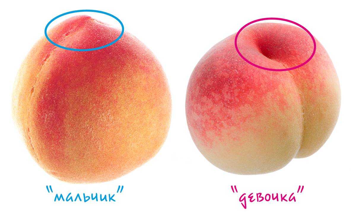 Описание абрикоса сорта лель: характеристики, фото, отзывы садоводов