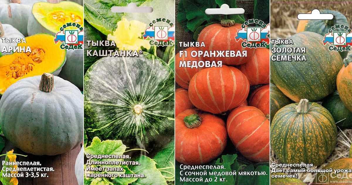 Выбираем сорта тыкв для посадки на дачу: мускатной, максима и обыкновенной