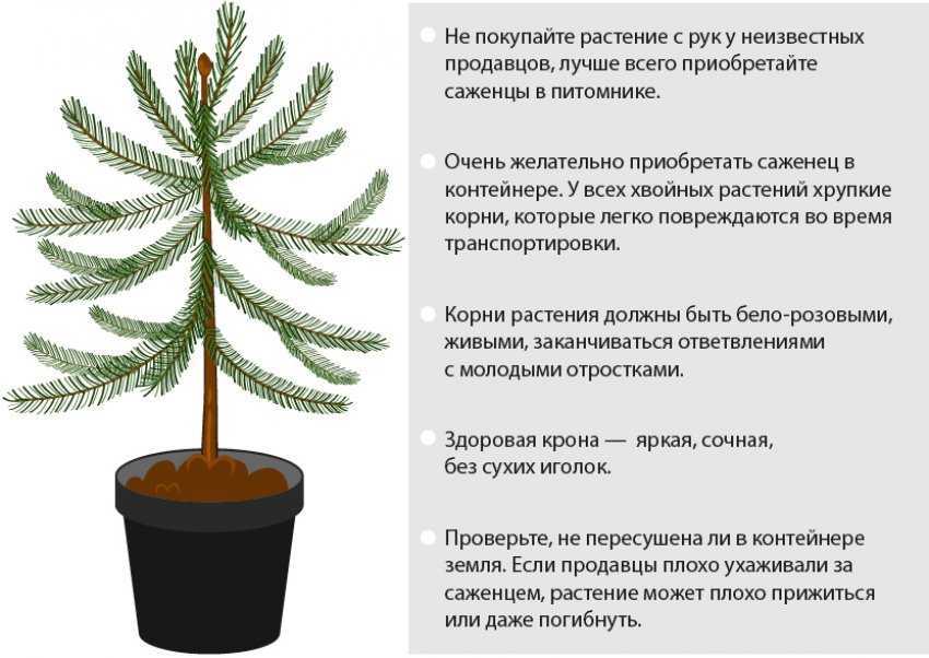 Правила выращивания ели из ветки черенка Особенности выбора посадочного материала и укоренения
