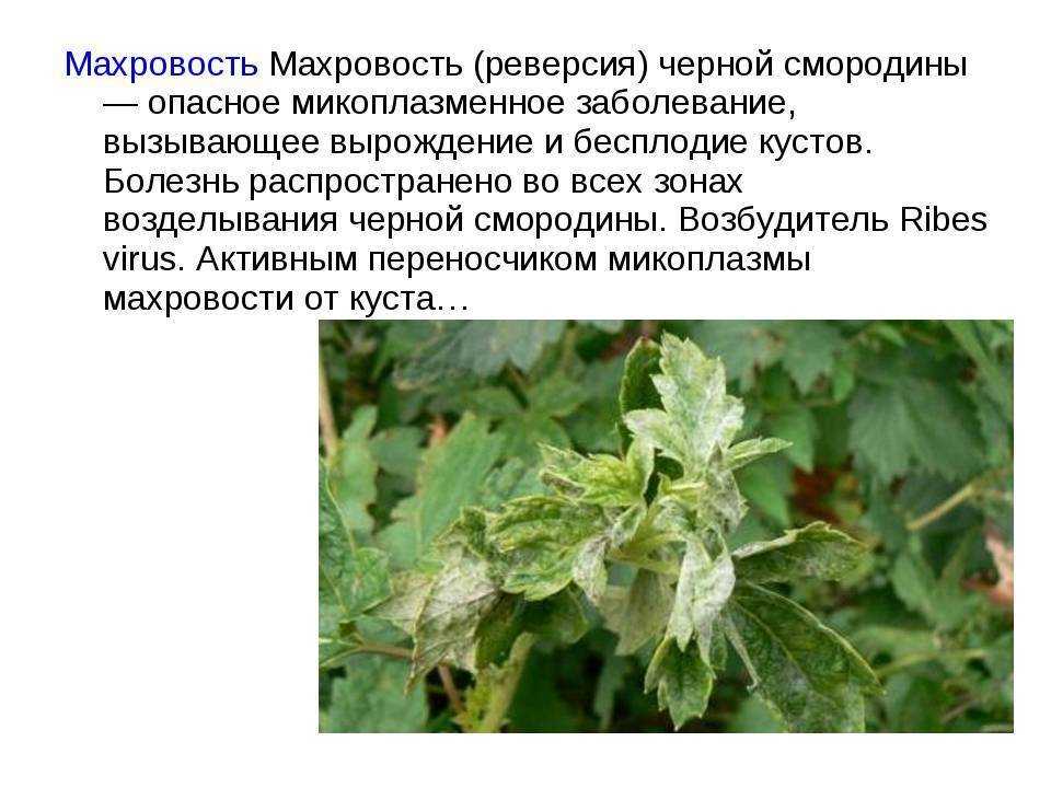 Красные пятна на листьях смородины: чем обработать