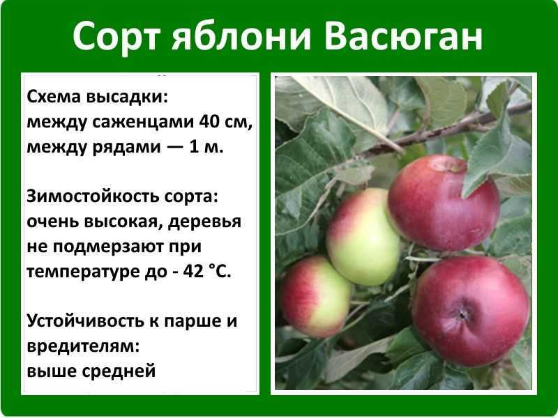 Яблоня звездочка: фото и описание сорта, отзывы | tele4n.net