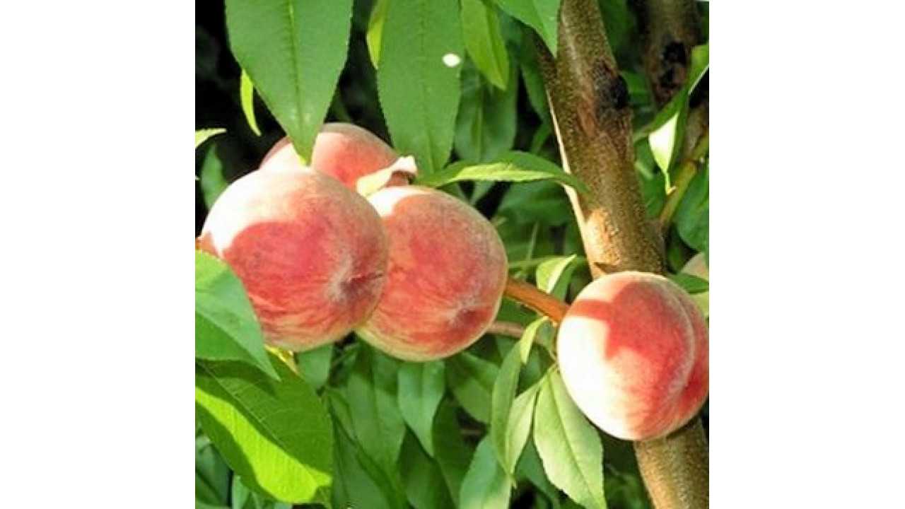 Сорта персика ранний юбилейный