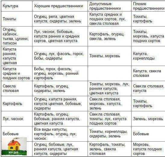 Что после чего сажать на следующий год и почему: таблица