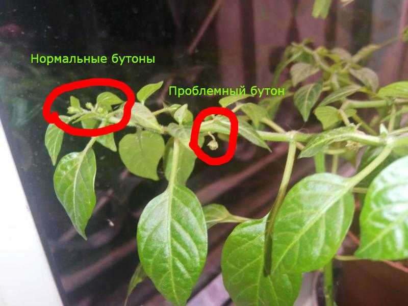 Продолжаем формировать перец: какие пасынки, завязи и листья удалять. видео — ботаничка