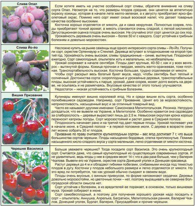 20 лучших сортов черешни для подмосковья: самые вкусные и сладкие, крупные, ранние, самоплодные, зимостойкие, желтые, колоновидные