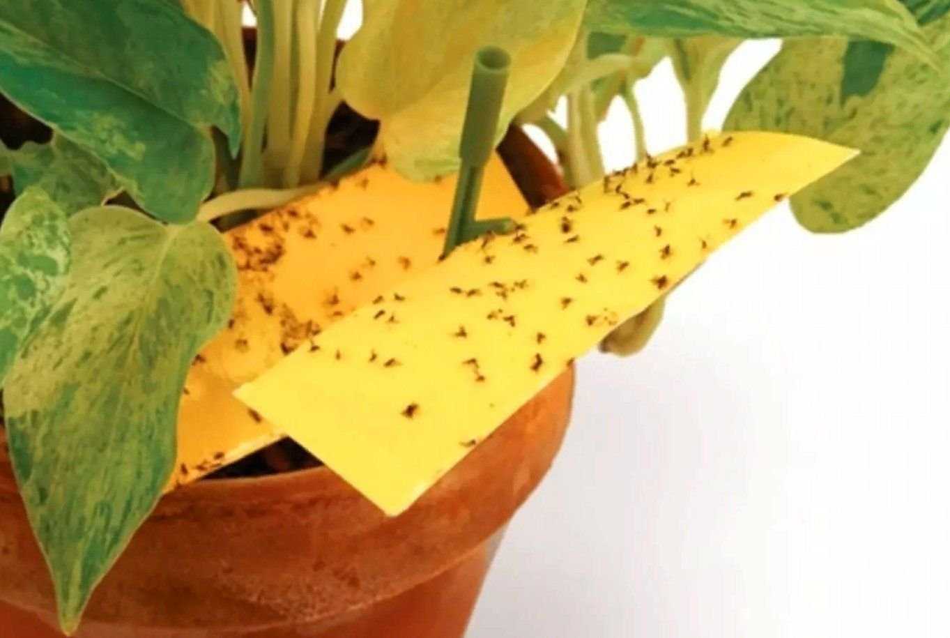 Как избавиться от мушек в цветочных горшках знают профессионалы