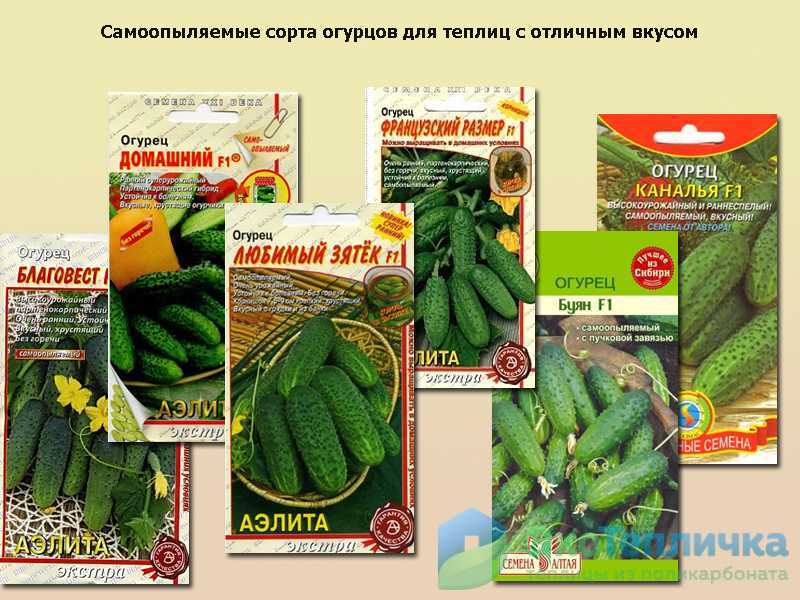 Лучшие сорта огурцов для теплиц из поликарбоната