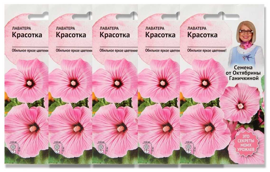 Лаватера выращивание из семян когда сажать на рассаду, в грунт