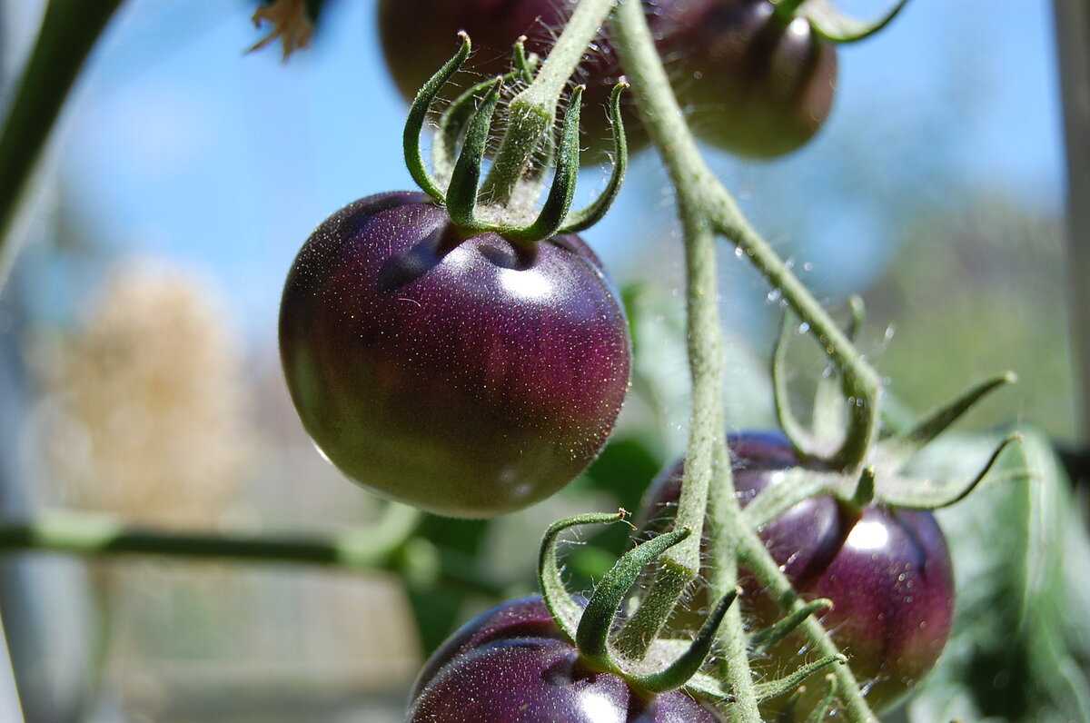 Рассада помидор фиолетового цвета