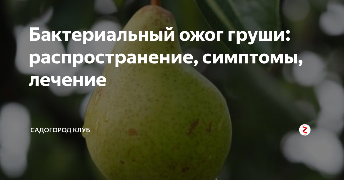 Бактериальный ожог груши: лечение, фото, антибиотики, сорта