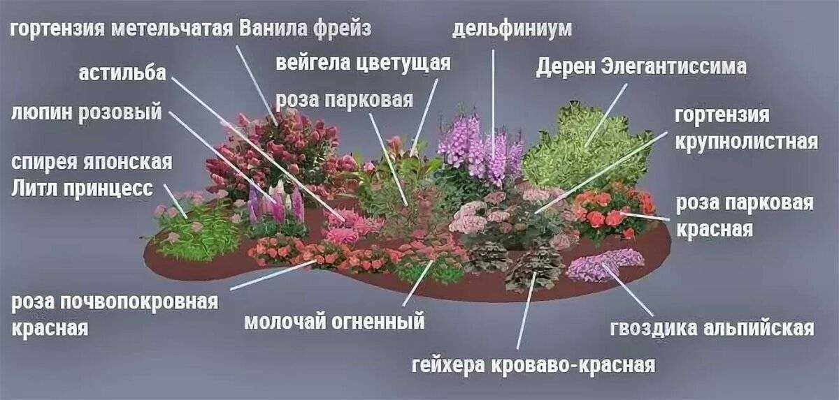 Можно ли возле дома сажать березу, вербу, дуб, тую: народные приметы