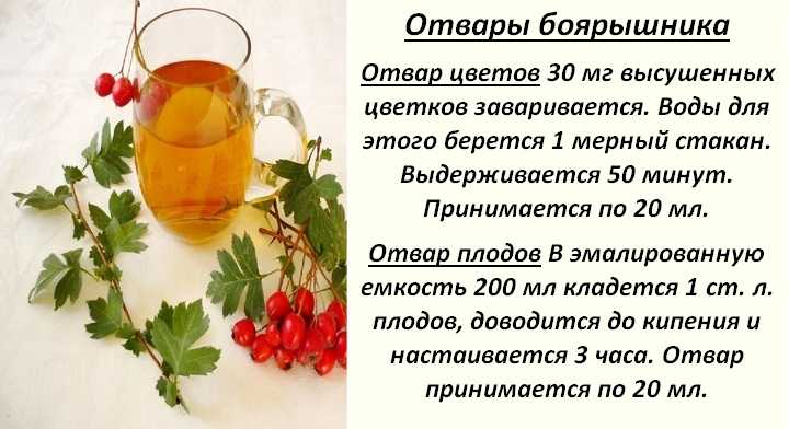 Боярышник — полезные свойства и противопоказания настойки, чая, или отвара из свежих или сушеных плодов