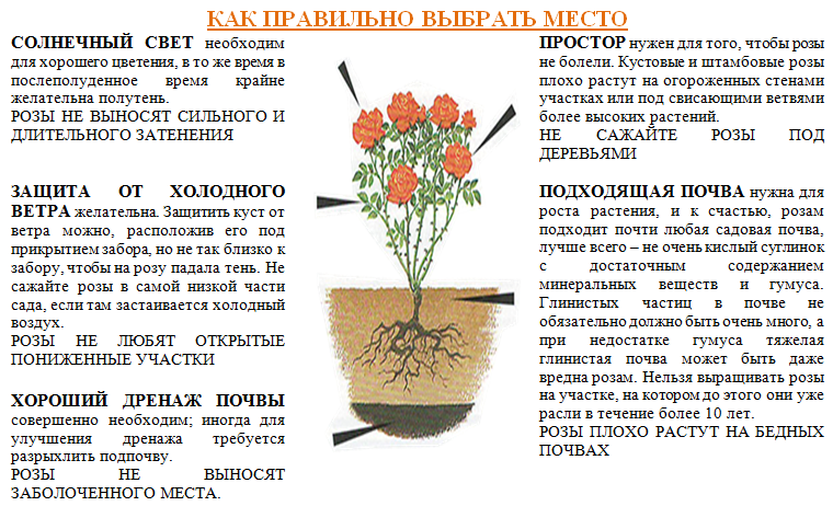 Как правильно посадить яблоню весной в открытый грунт: пошаговая инструкция по посадке саженцев