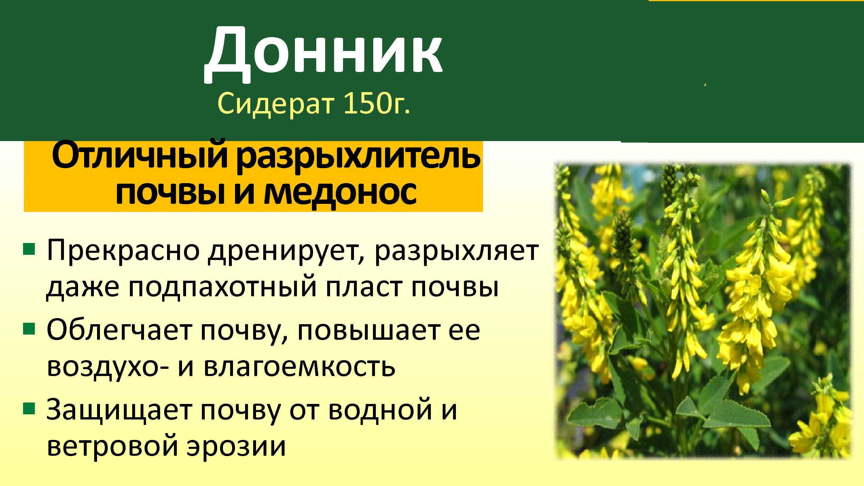 Родственник капусты — рапс: техническая культура, требующая решительности