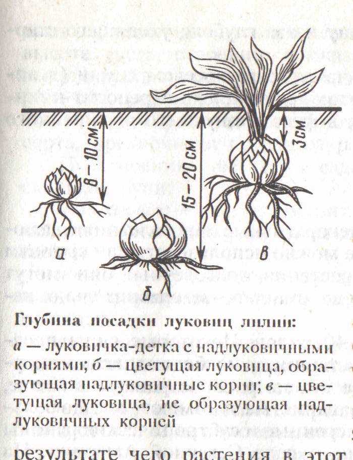 Уход за орхидеями в домашних условиях: как правильно ухаживать за этими комнатными цветами