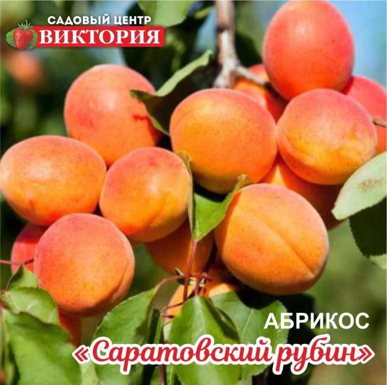 Абрикос саратовский рубин: описание сорта, фото и отзывы