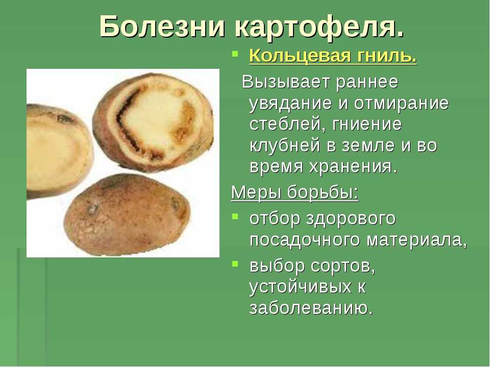 Болезни картофеля: фото, описание и лечение. болезни картофеля и борьба с ними