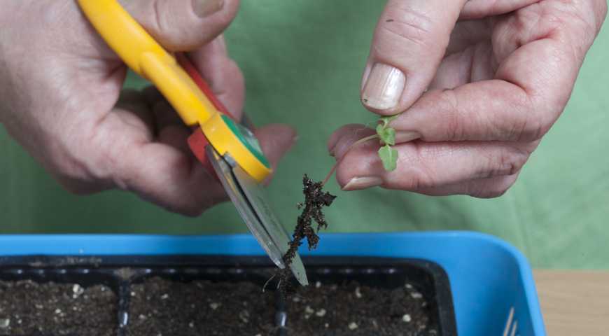 Как сажать годецию: методы выращивания из семян