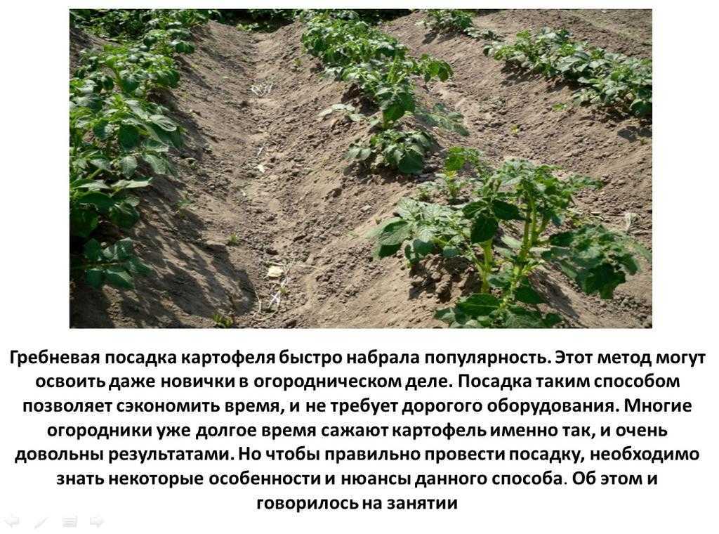 Посадка картофеля в гребни: как правильно сажать вручную, плюсы и минусы, целесообразность выращивания, как и когда садить