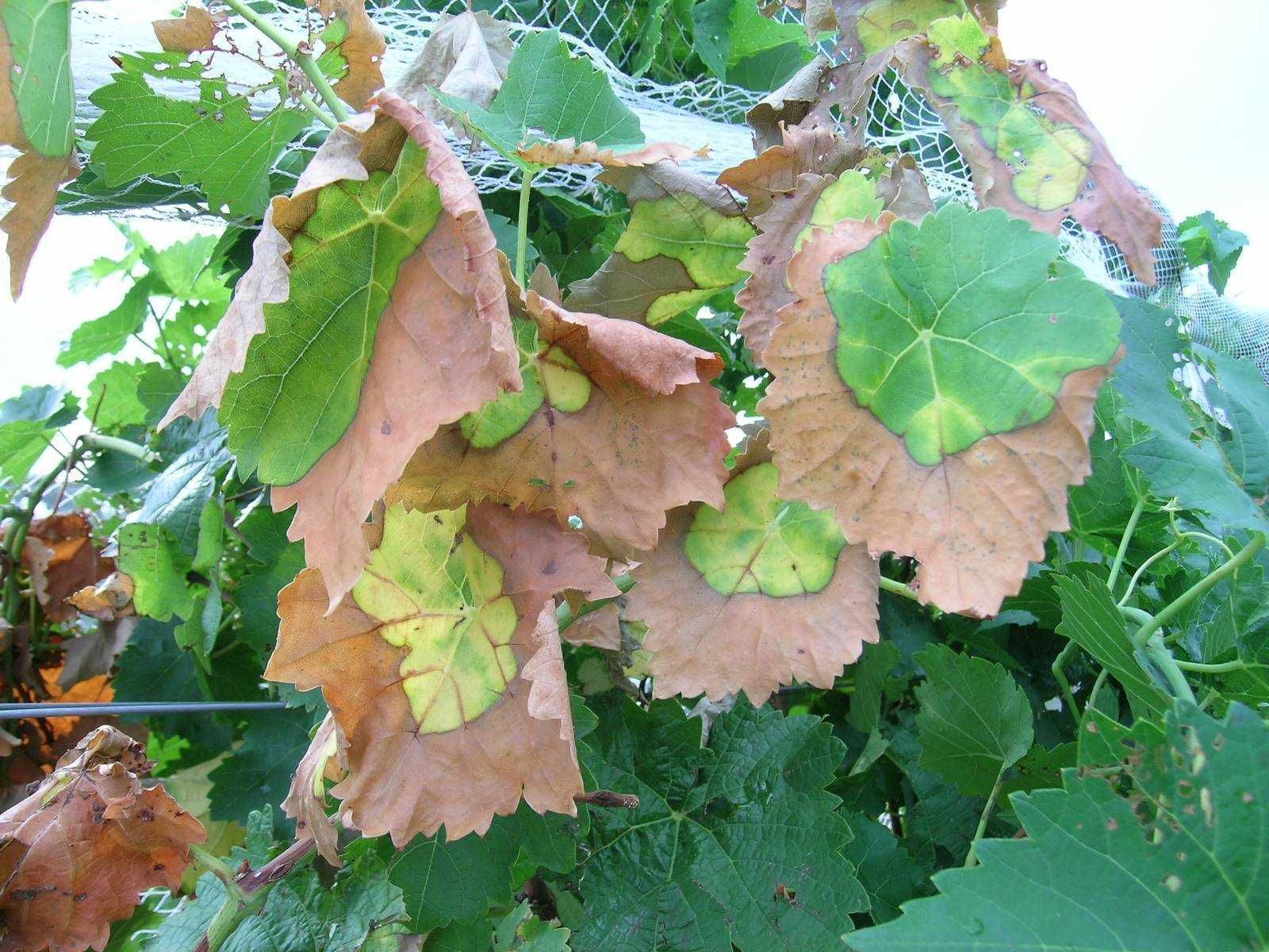 Виноград сохнут края листьев. Вертициллез винограда. Солнечный ожог листьев винограда. Болезни винограда вертициллез. Филлоксера винограда.