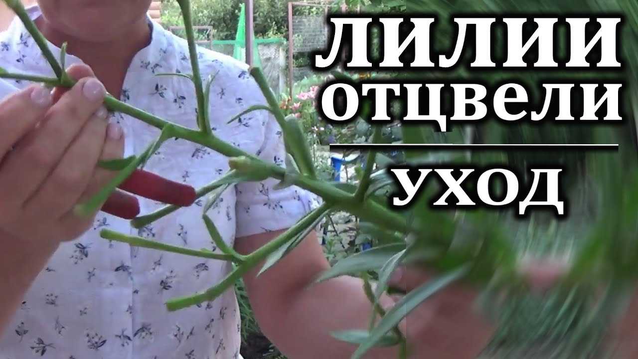 Уход после цветения