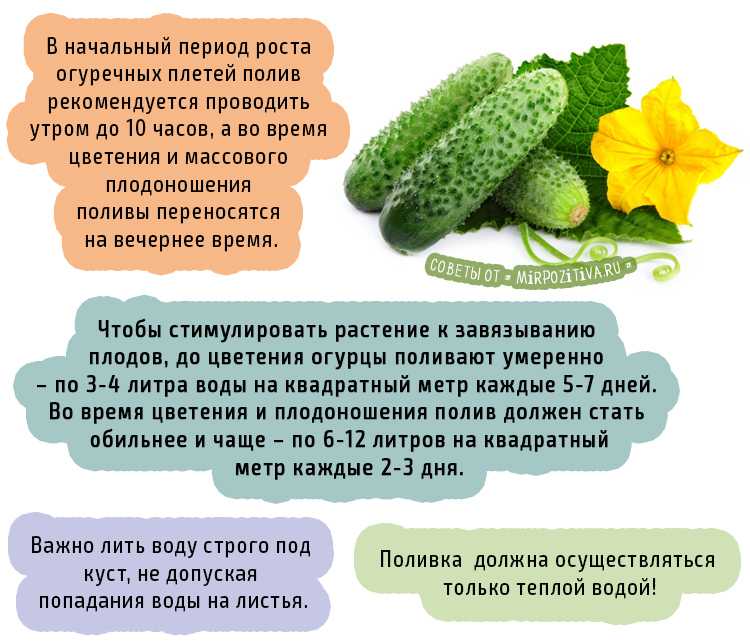 Как ухаживать за огурцами в открытом грунте