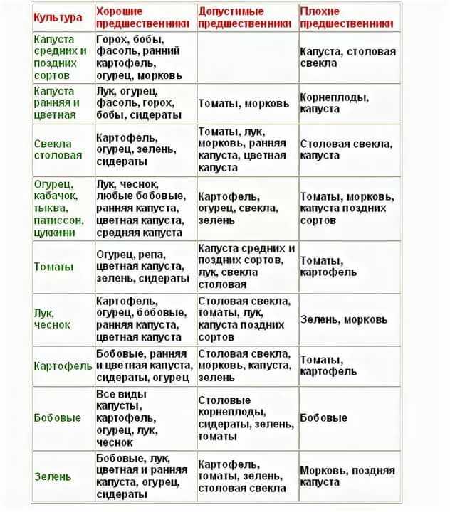 После чего сажать морковь на следующий год: делаем правильный выбор