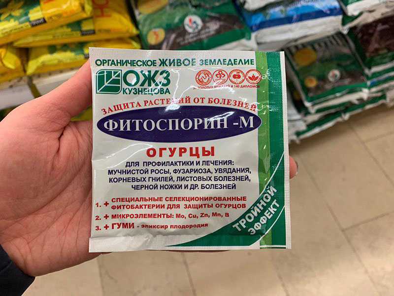 Роса ложная мучнистая подсолнечника