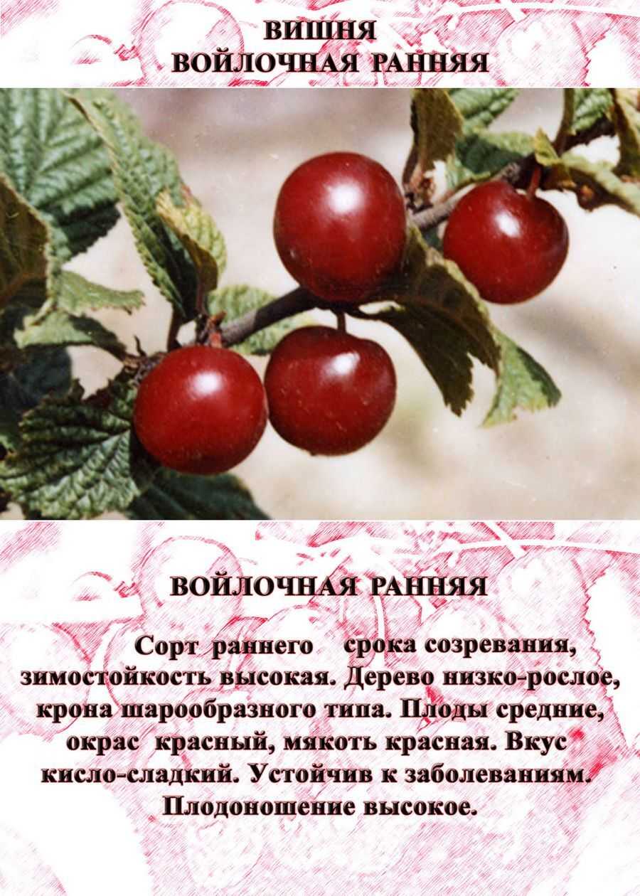 Вишня войлочная - основные сорта, описание, посадка и уход