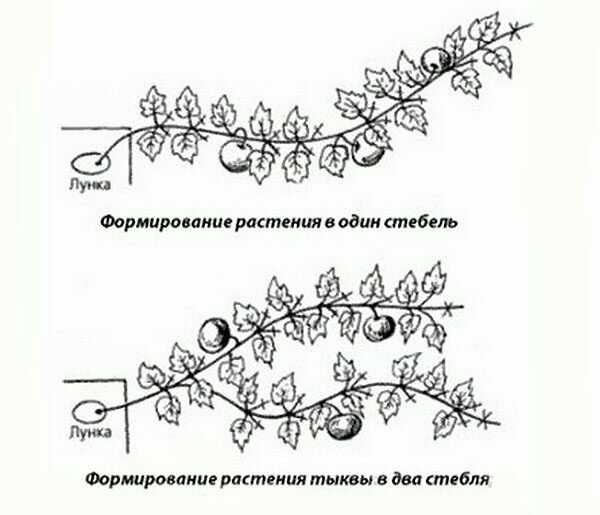 Как вырастить арбузы на даче - в теплице и открытом грунте