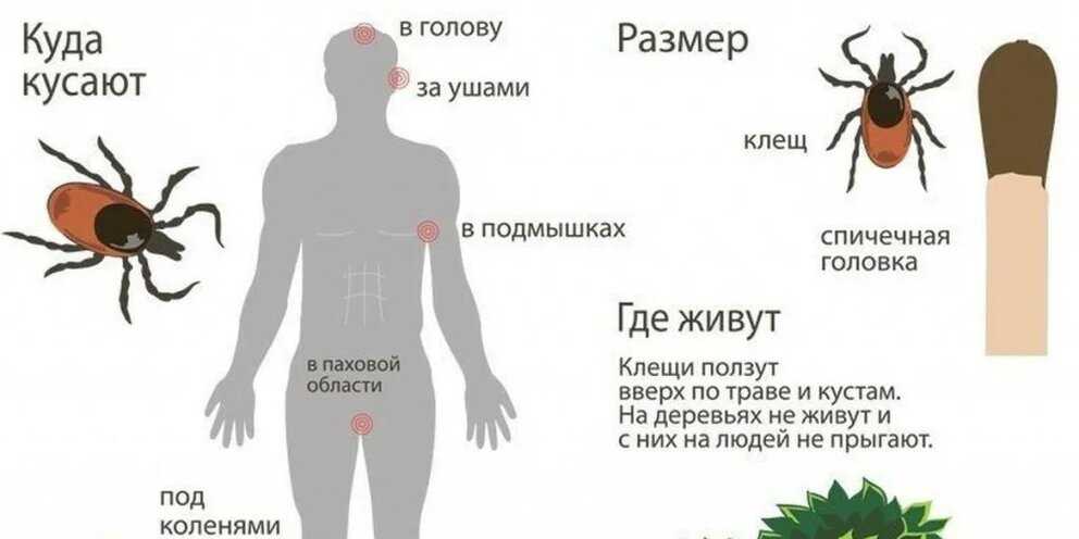 Чем опасен красный паутинный клещ и как с ним бороться?