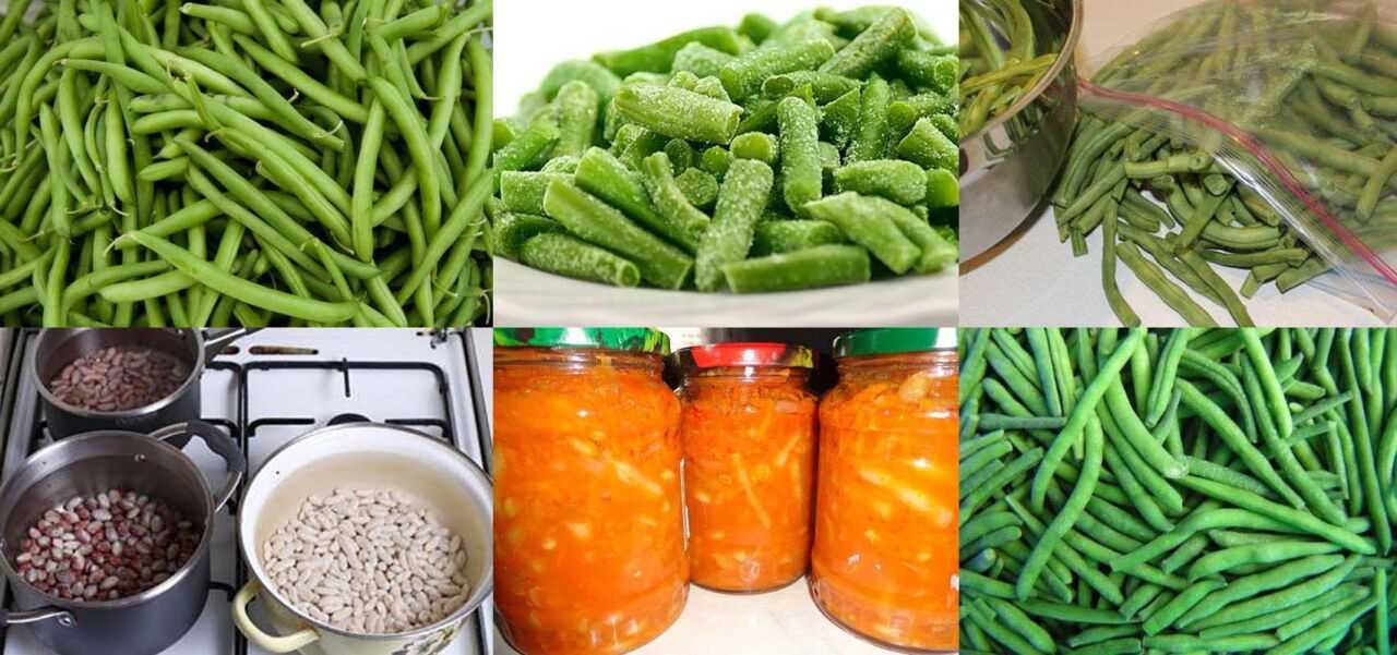 Стручковая фасоль: лучшие сорта и советы по выращиванию