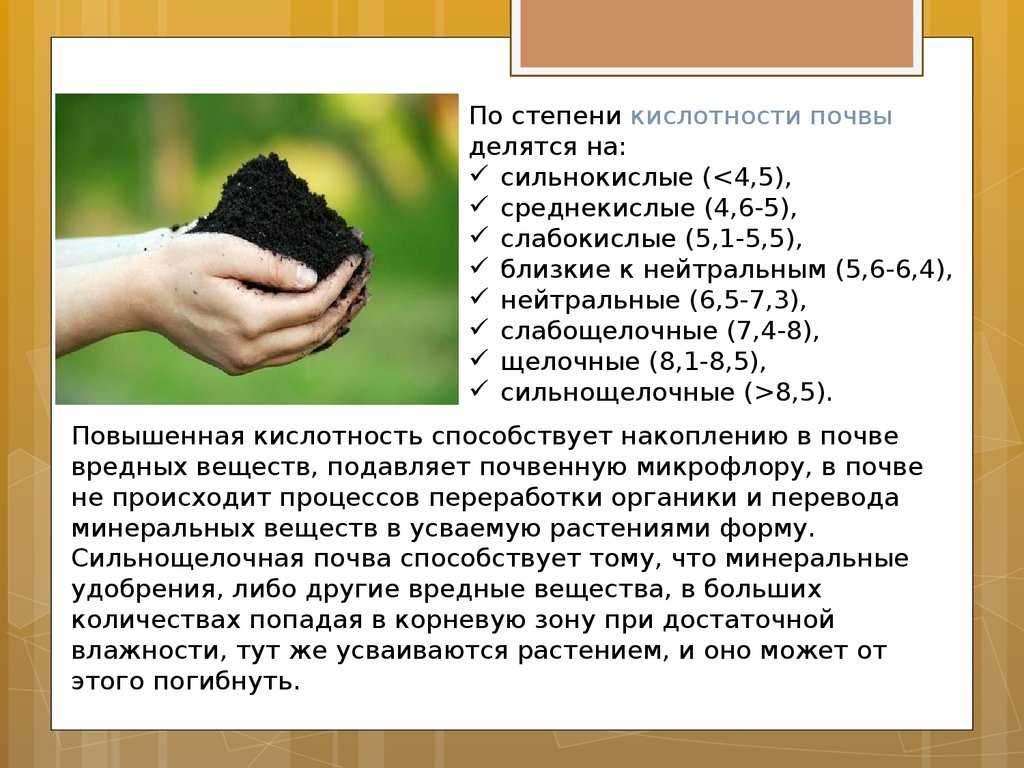 Как раскислить почву своими руками