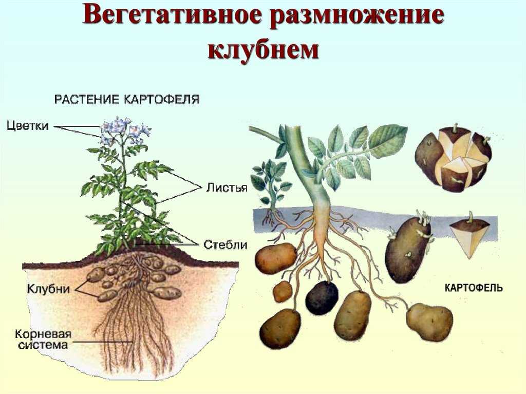 Как происходит вегетативное