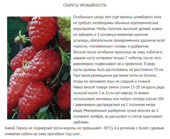 Описание малины сорта феномен: характеристики, фото, отзывы садоводов, видео