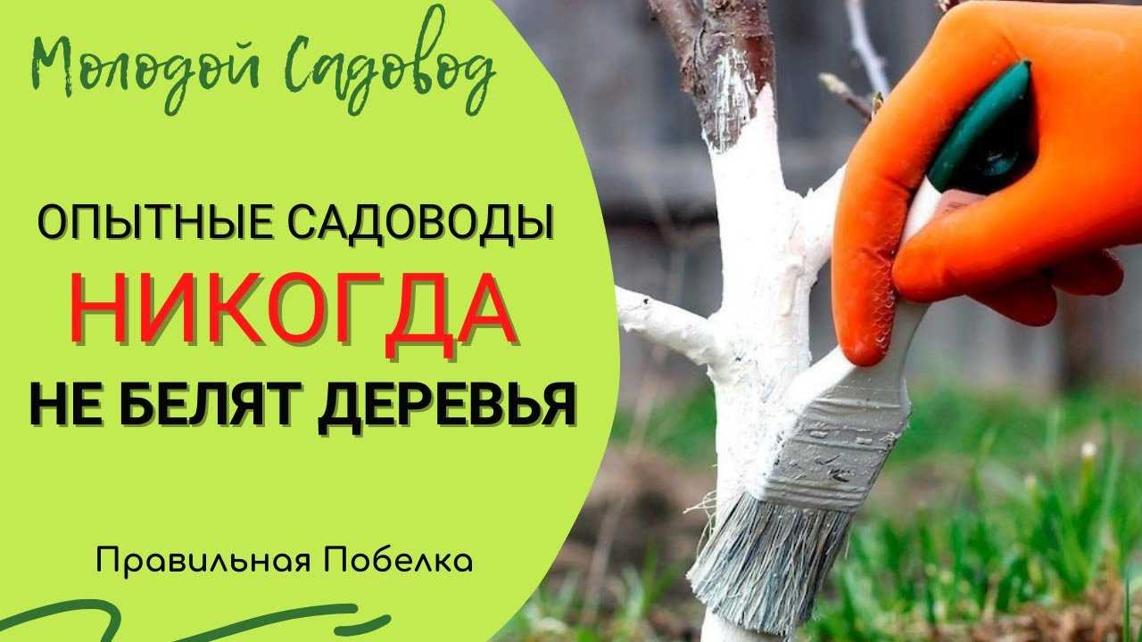 Побелка деревьев. для чего нужна, когда и чем белить деревья