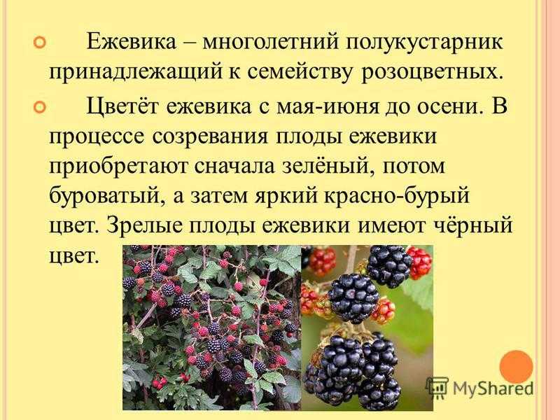 Чем подкормить ежевику во время цветения и плодоношения для большого урожая: весной, летом и осенью