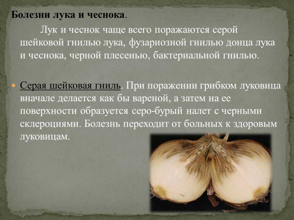 Вредители и болезни лука и чеснока