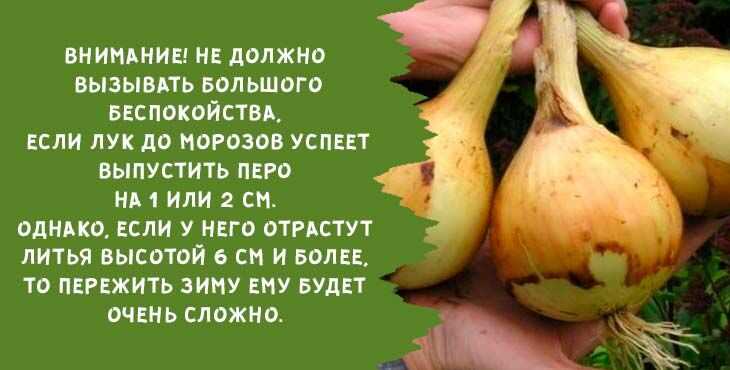 Посадка лука весной в открытый грунт – когда и как сажать правильно