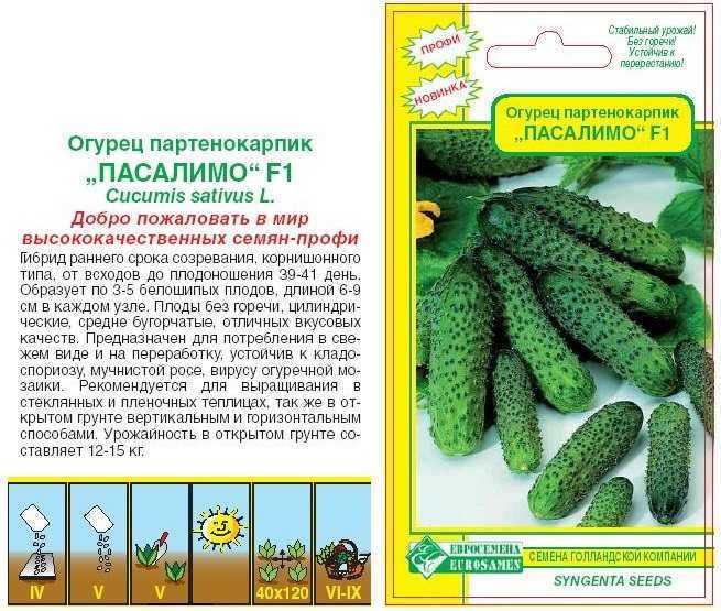 Огурцы клавдия: характеристика и описание сорта, урожайность и выращивание с фото