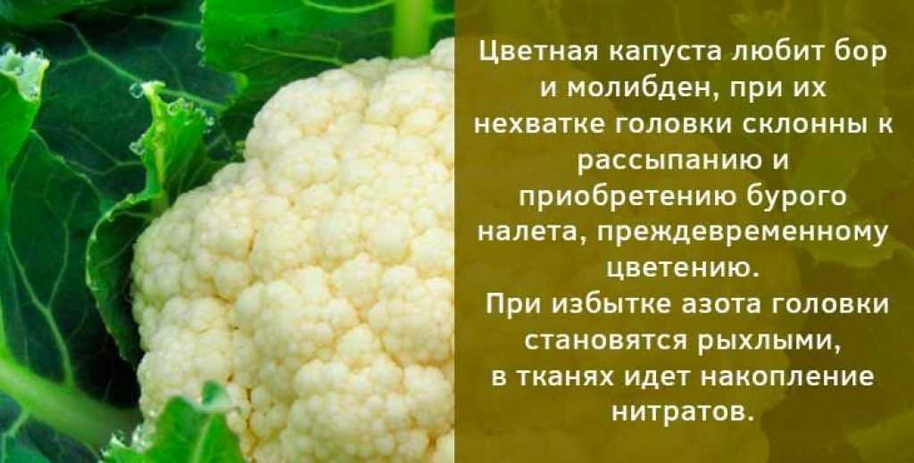 Как вырастить рассаду цветной капусты дома?